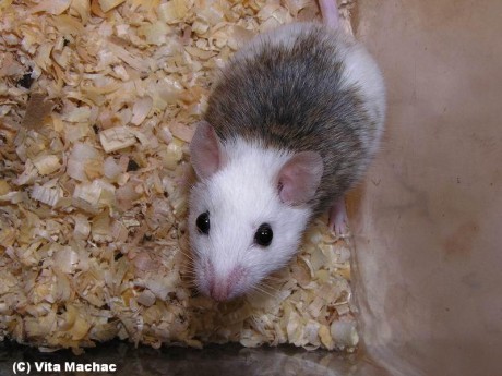 mastomys500.jpg